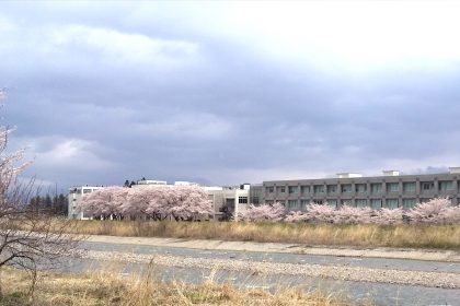 米沢栄養大学・女子短期大学の土手に桜満開